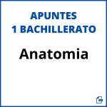 Apuntes Anatomia 1 Bachillerato